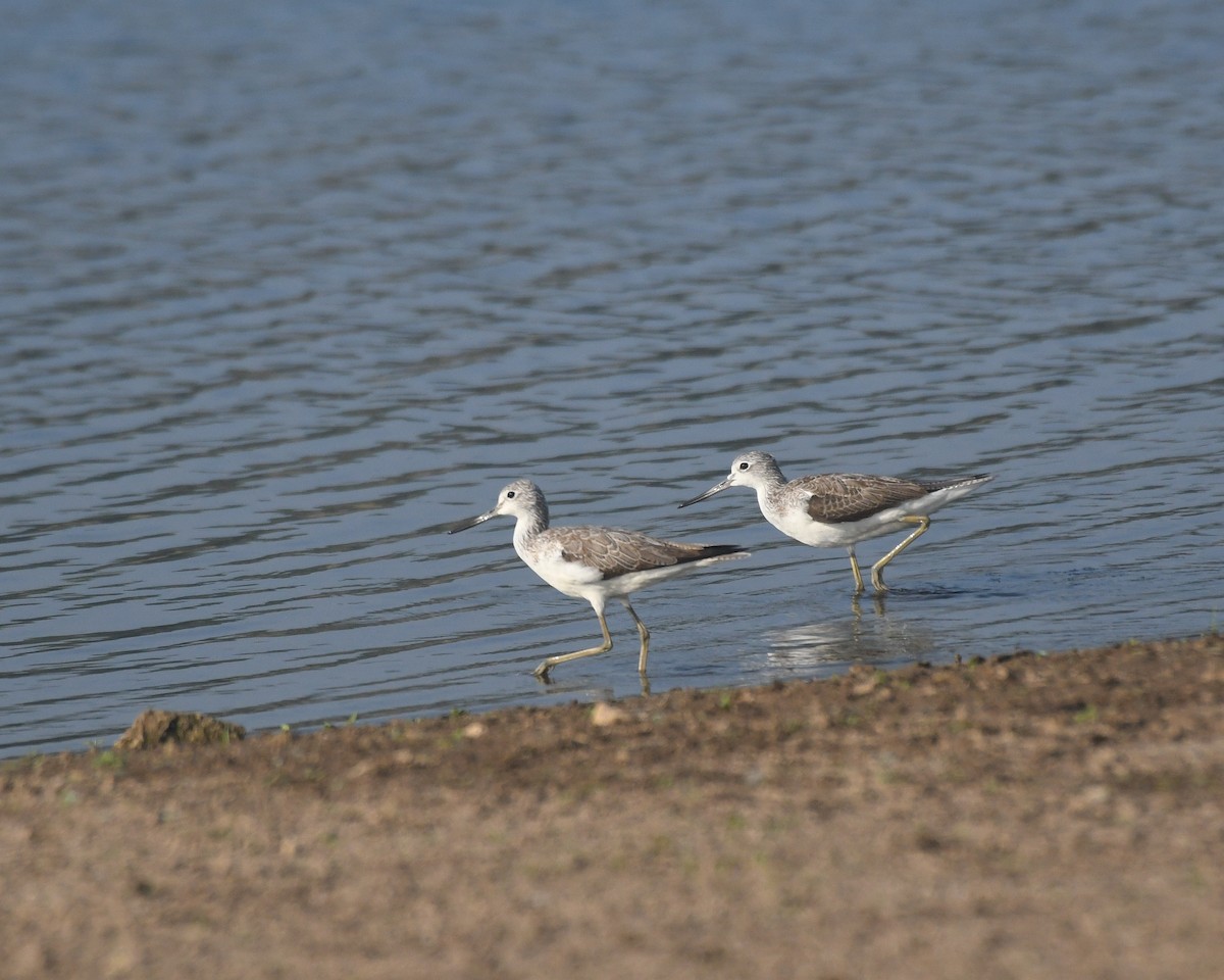 Common Greenshank - ML614972861