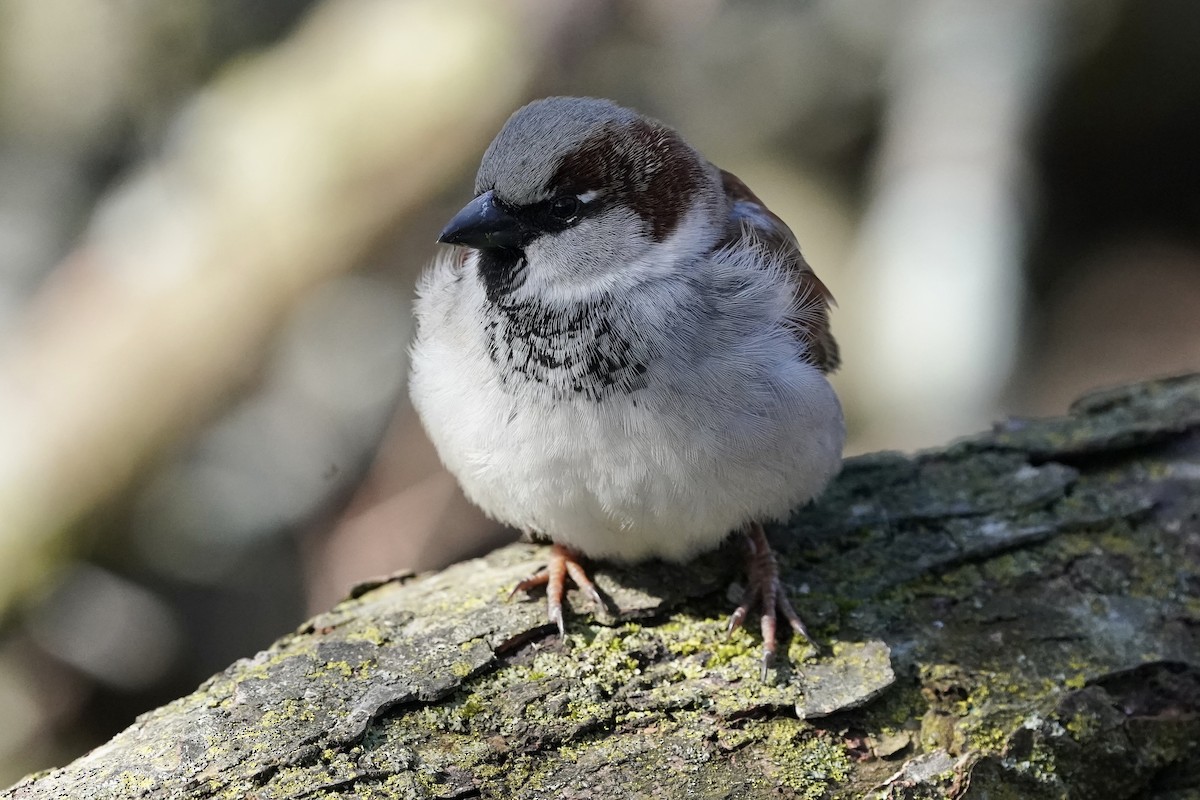 House Sparrow - ML614972870