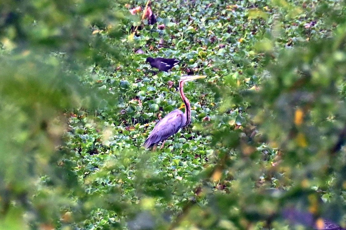 Purple Heron - ML614972896