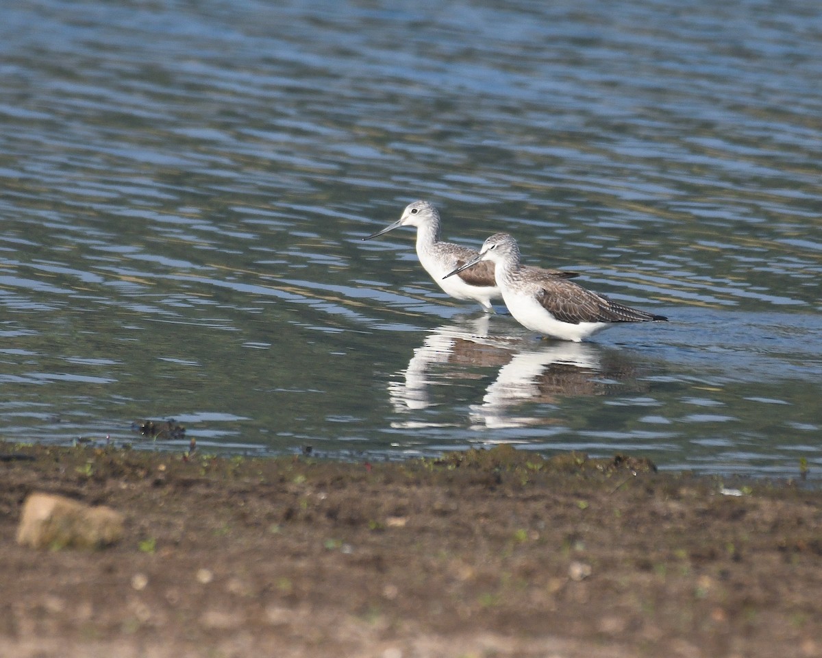 Common Greenshank - ML614972898