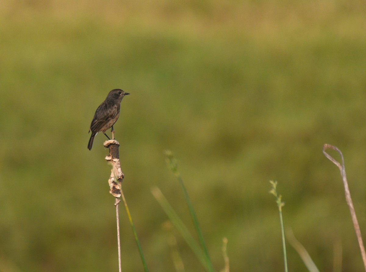 Pied Bushchat - ML614972973