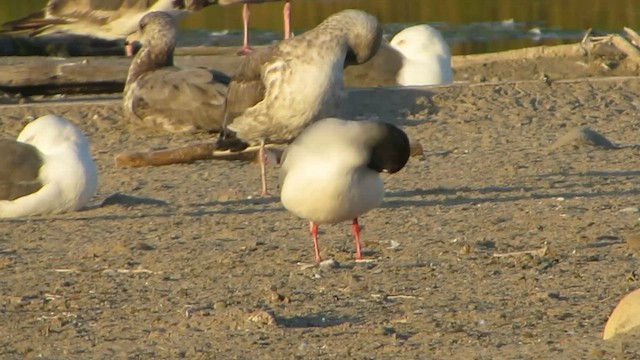 Swallow-tailed Gull - ML614973001