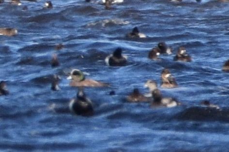 American Wigeon - ML614973002