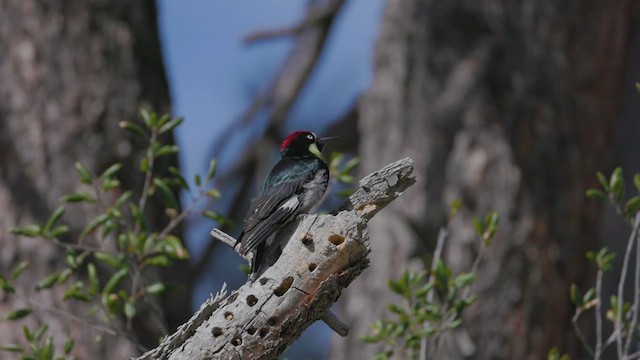 Acorn Woodpecker - ML614973030