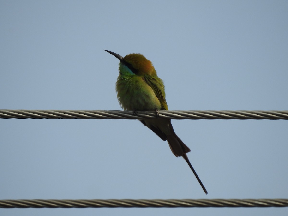 Asian Green Bee-eater - ML614973031