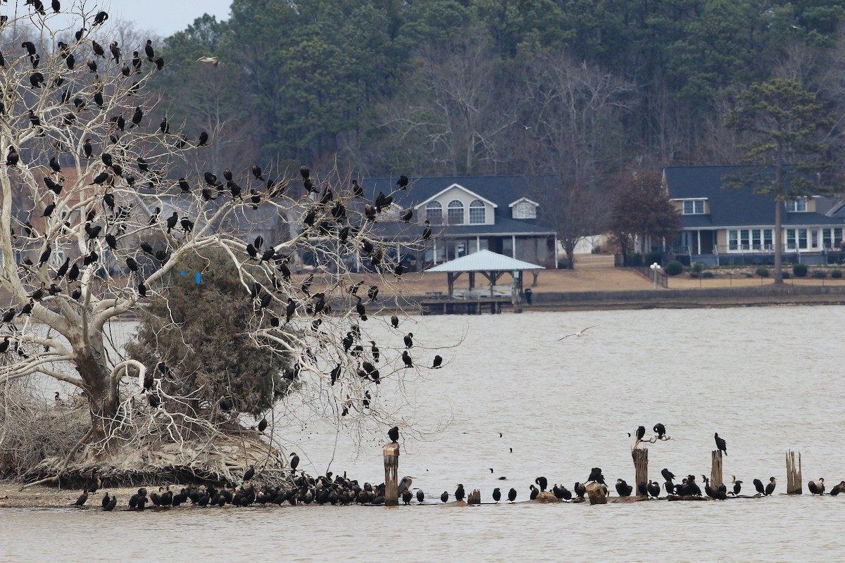 Double-crested Cormorant - ML614973046