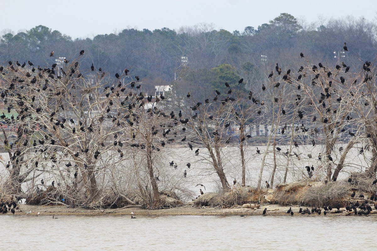 Double-crested Cormorant - ML614973047