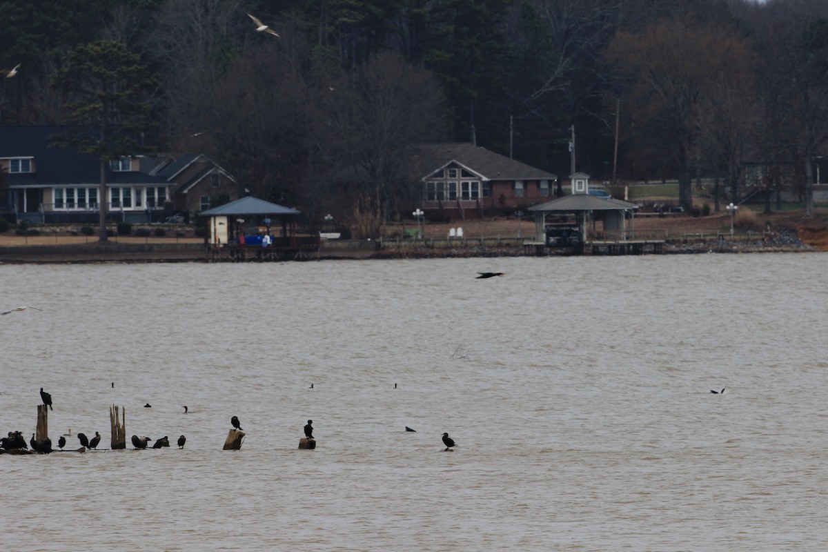 Double-crested Cormorant - Chris Geller