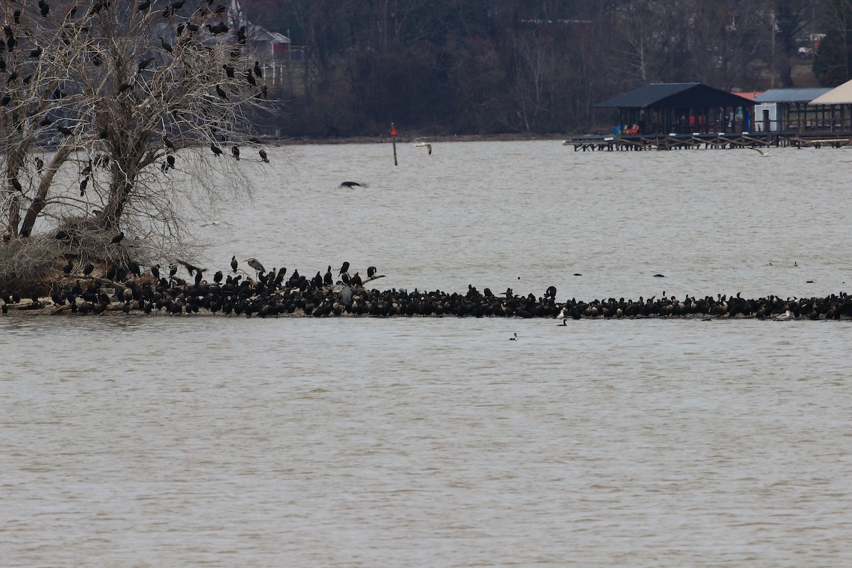 Double-crested Cormorant - Chris Geller