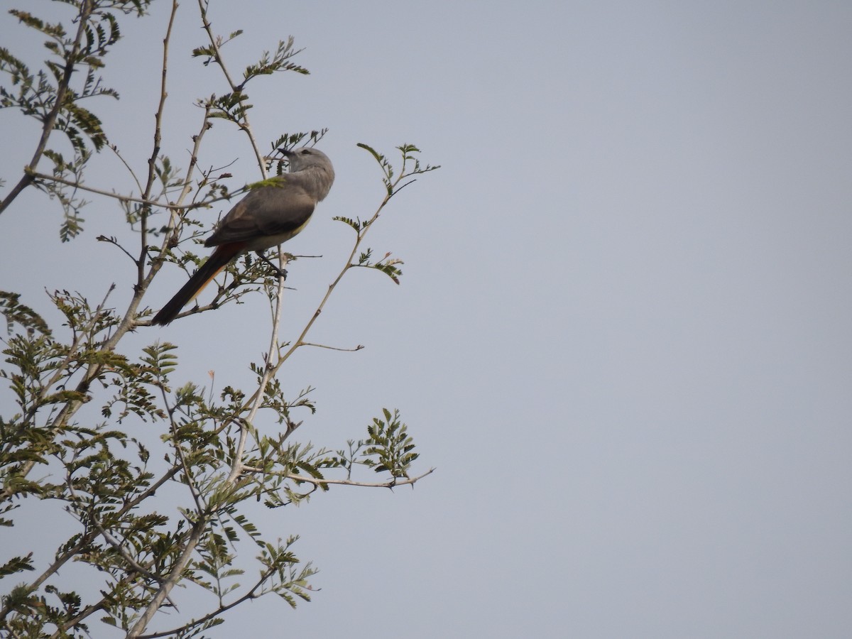 Small Minivet - Tarun Meena