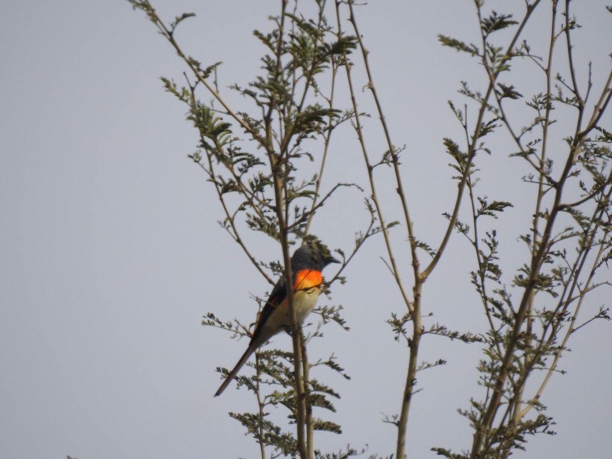 Small Minivet - ML614973068