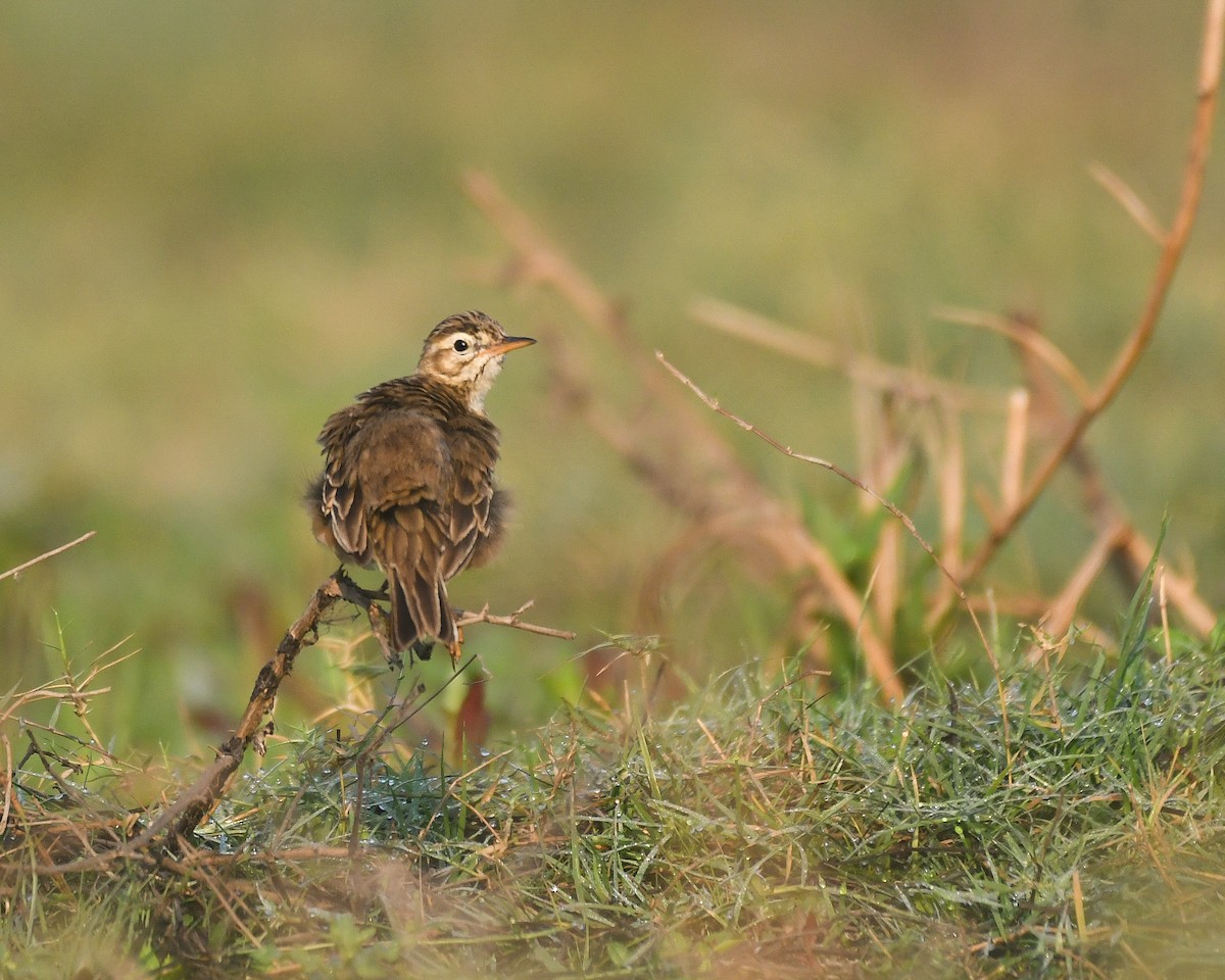 Paddyfield Pipit - vinodh Kambalathara