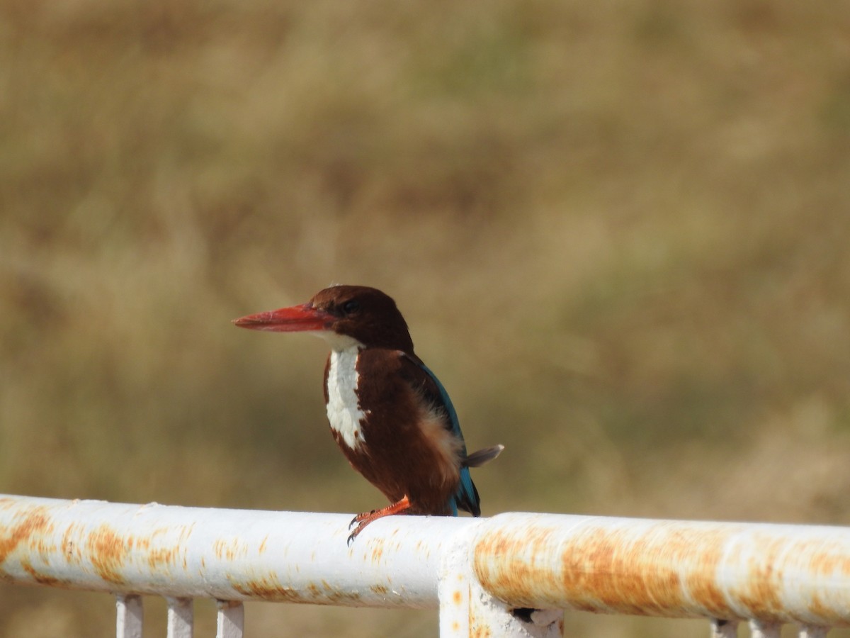 White-throated Kingfisher - ML614973104