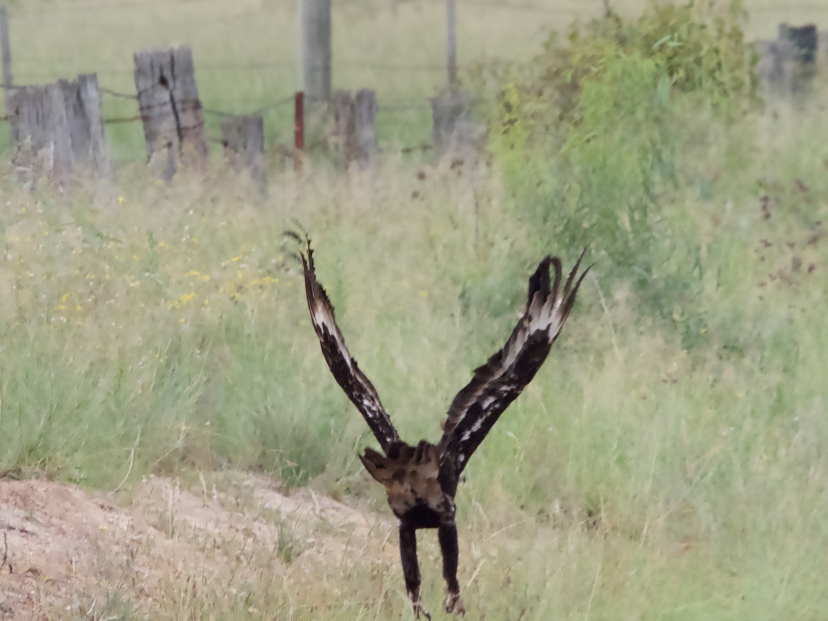 Águila Audaz - ML614973163