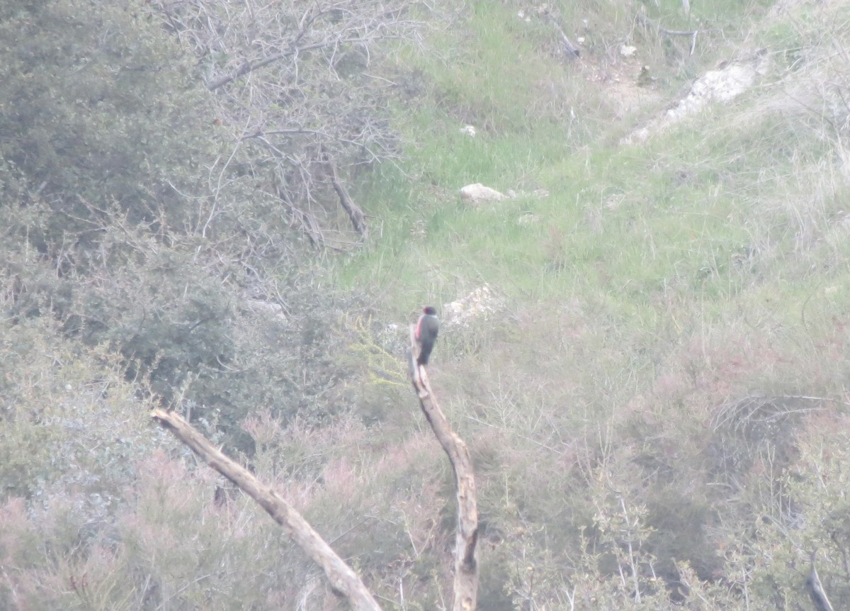 Lewis's Woodpecker - ML614973217