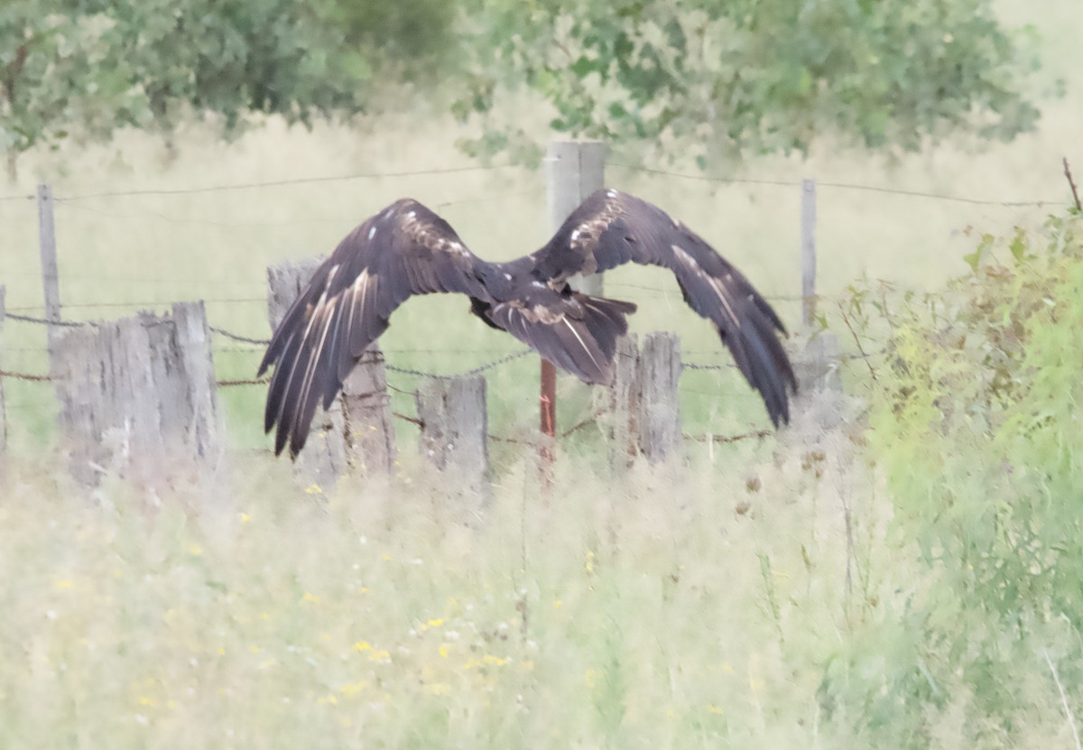 Águila Audaz - ML614973225