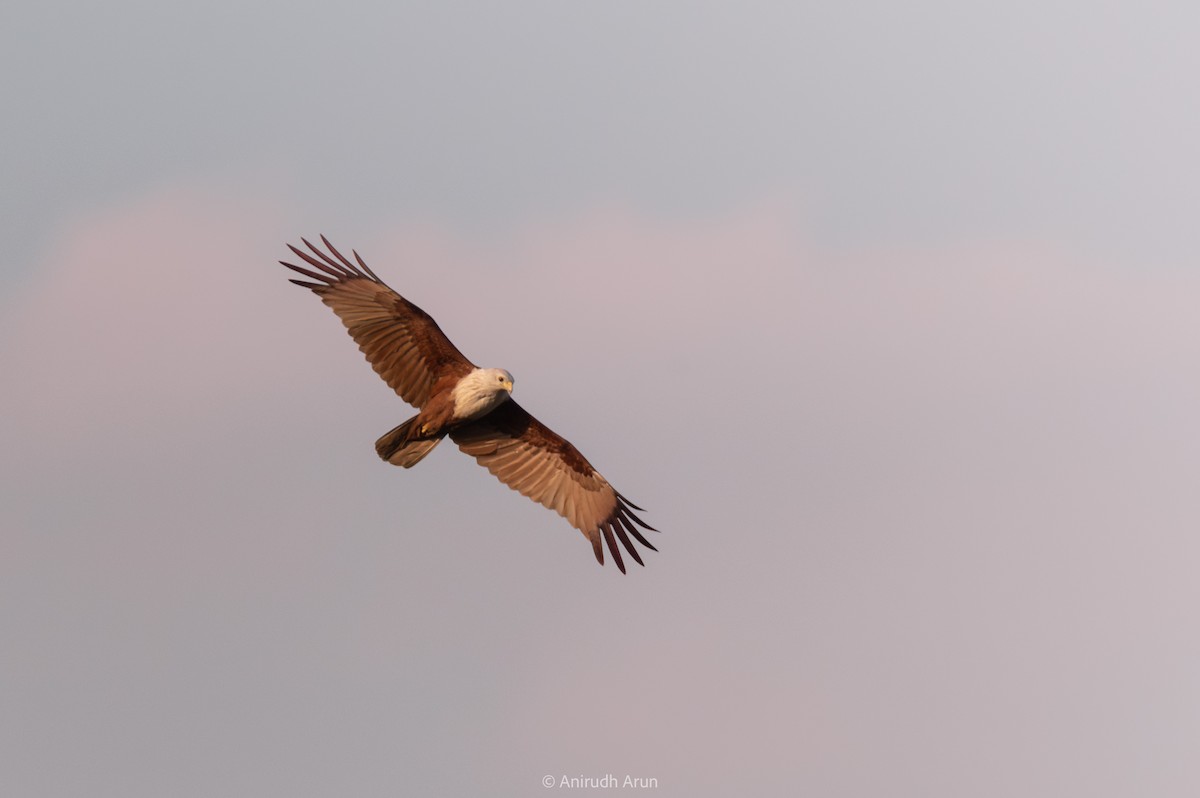 Brahminy Kite - ML614973291