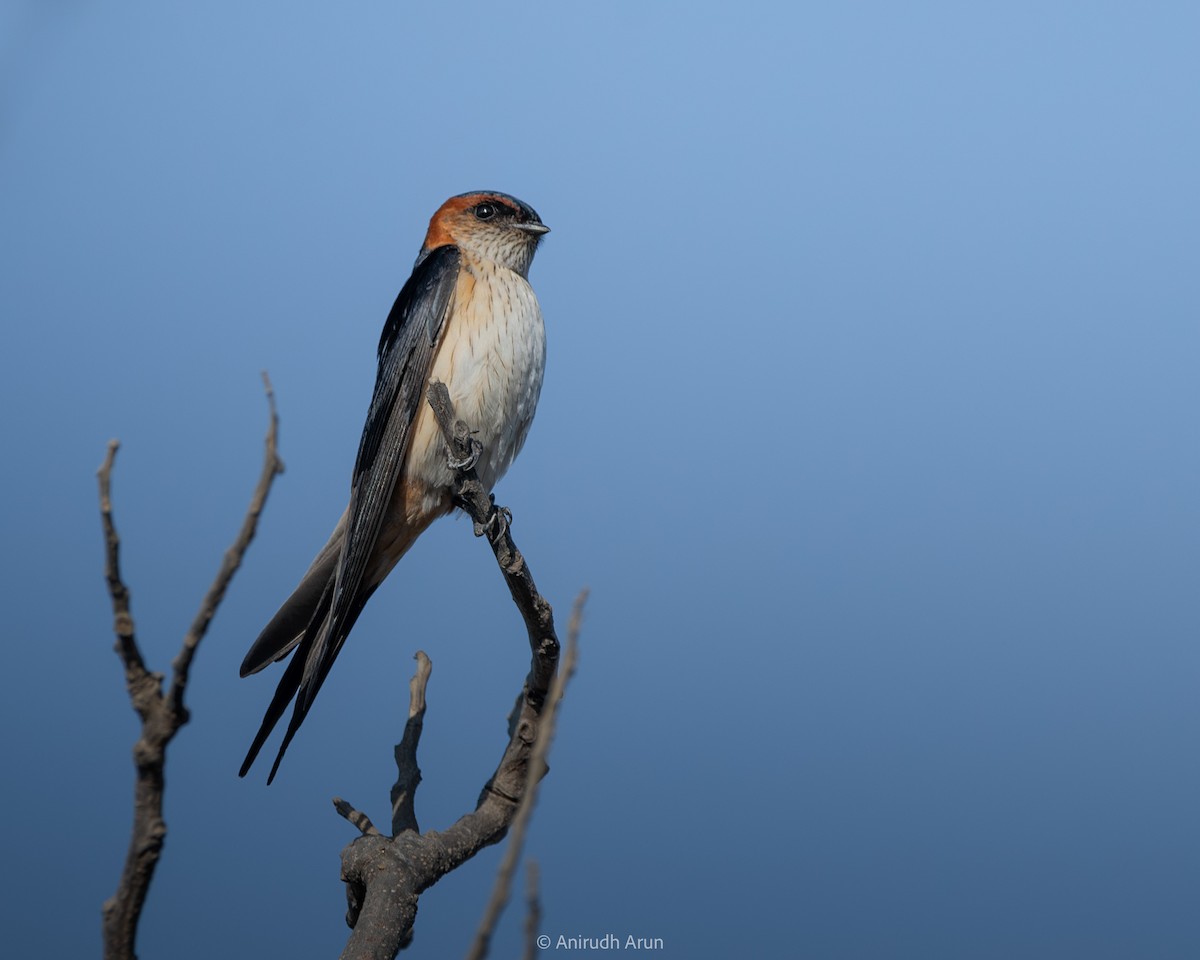 Eastern Red-rumped Swallow (Daurian) - ML614973316