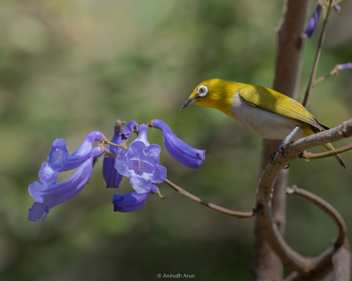 Indian White-eye - ML614973356