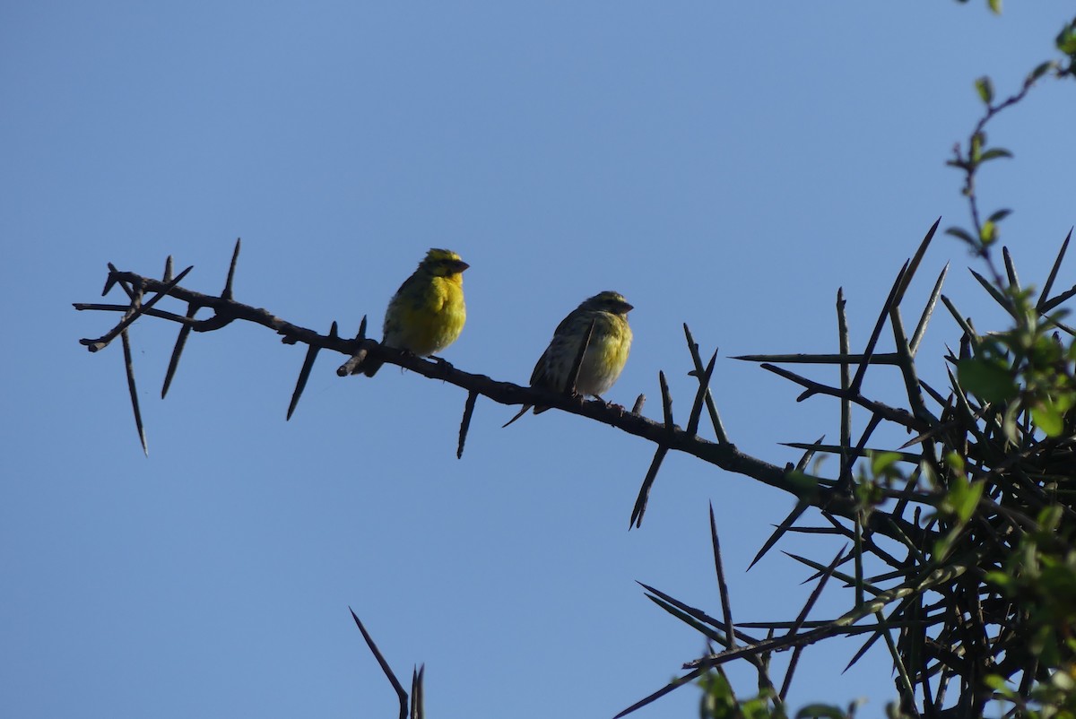 White-bellied Canary - ML614973363