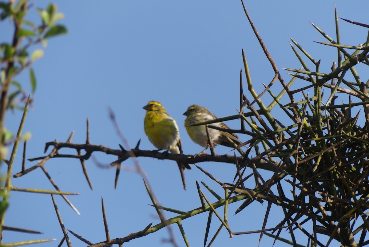 White-bellied Canary - ML614973364