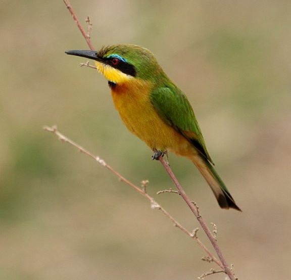 Little Bee-eater - ML614973462
