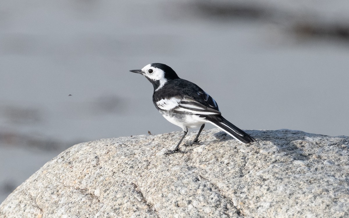 konipas bílý (ssp. yarrellii) - ML614973477