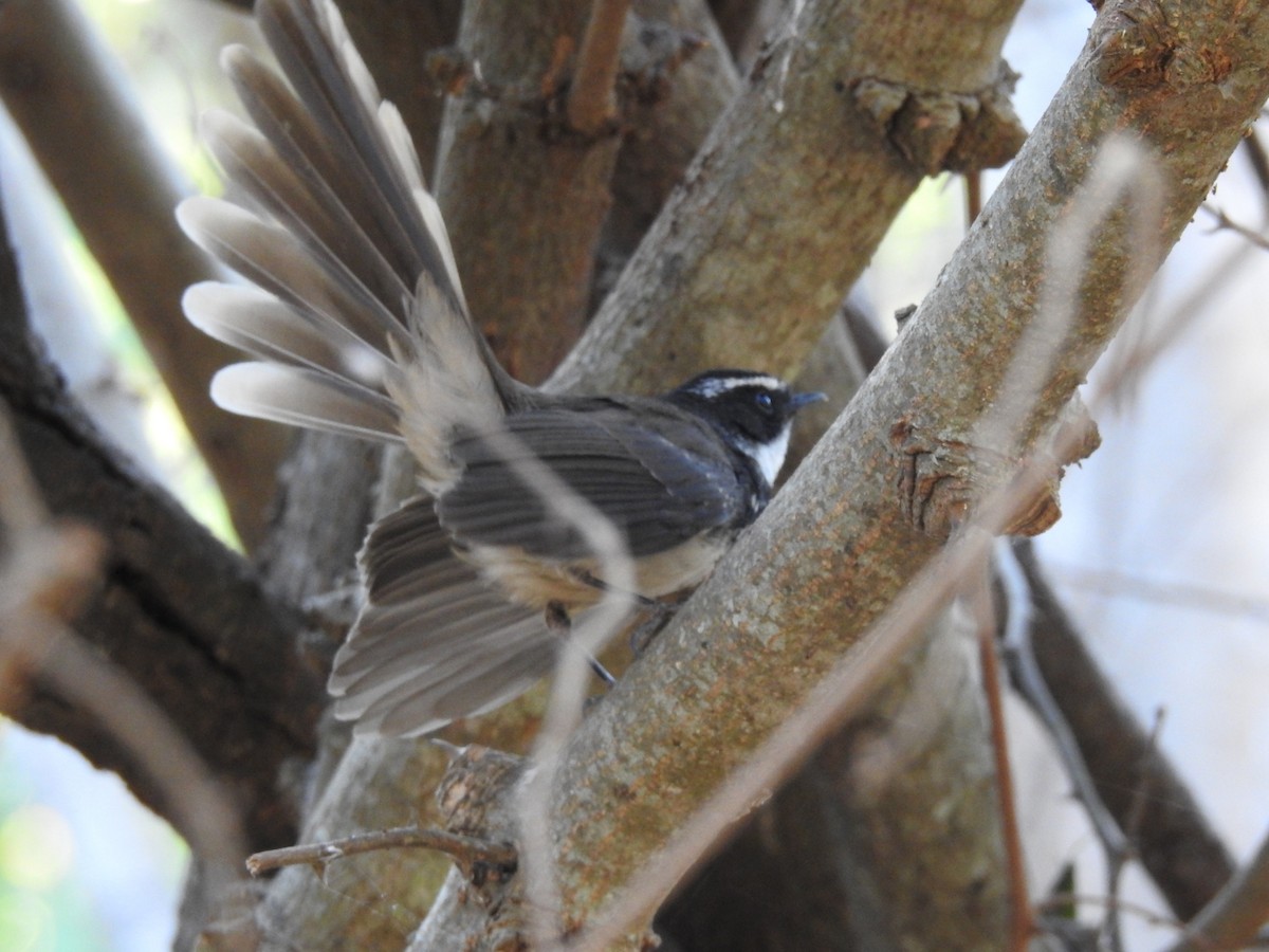 Spot-breasted Fantail - ML614973481