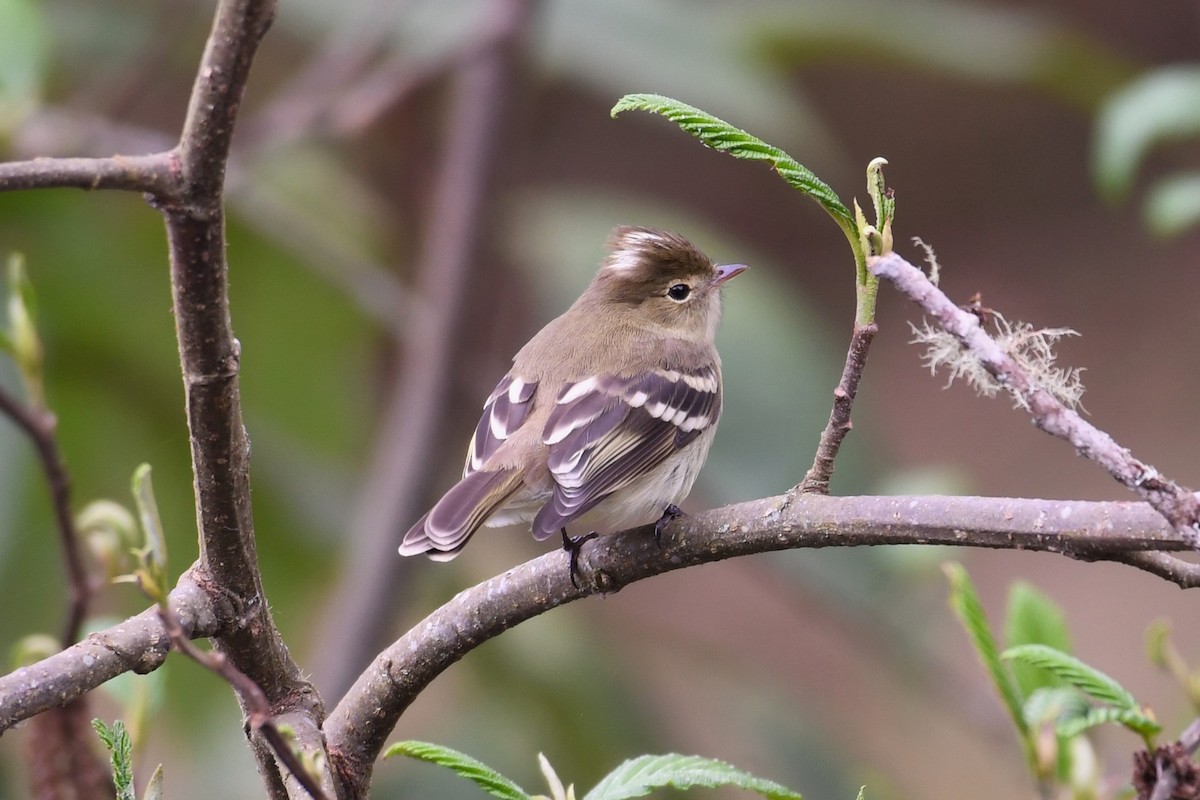 White-crested Elaenia - ML614973519