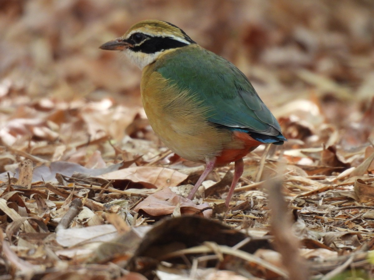 Indian Pitta - ML614973535