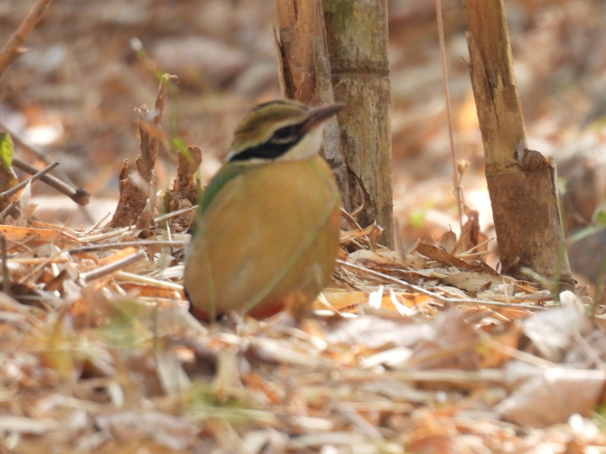 Indian Pitta - Ningappa D