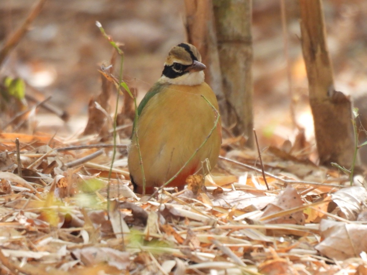 Indian Pitta - ML614973537