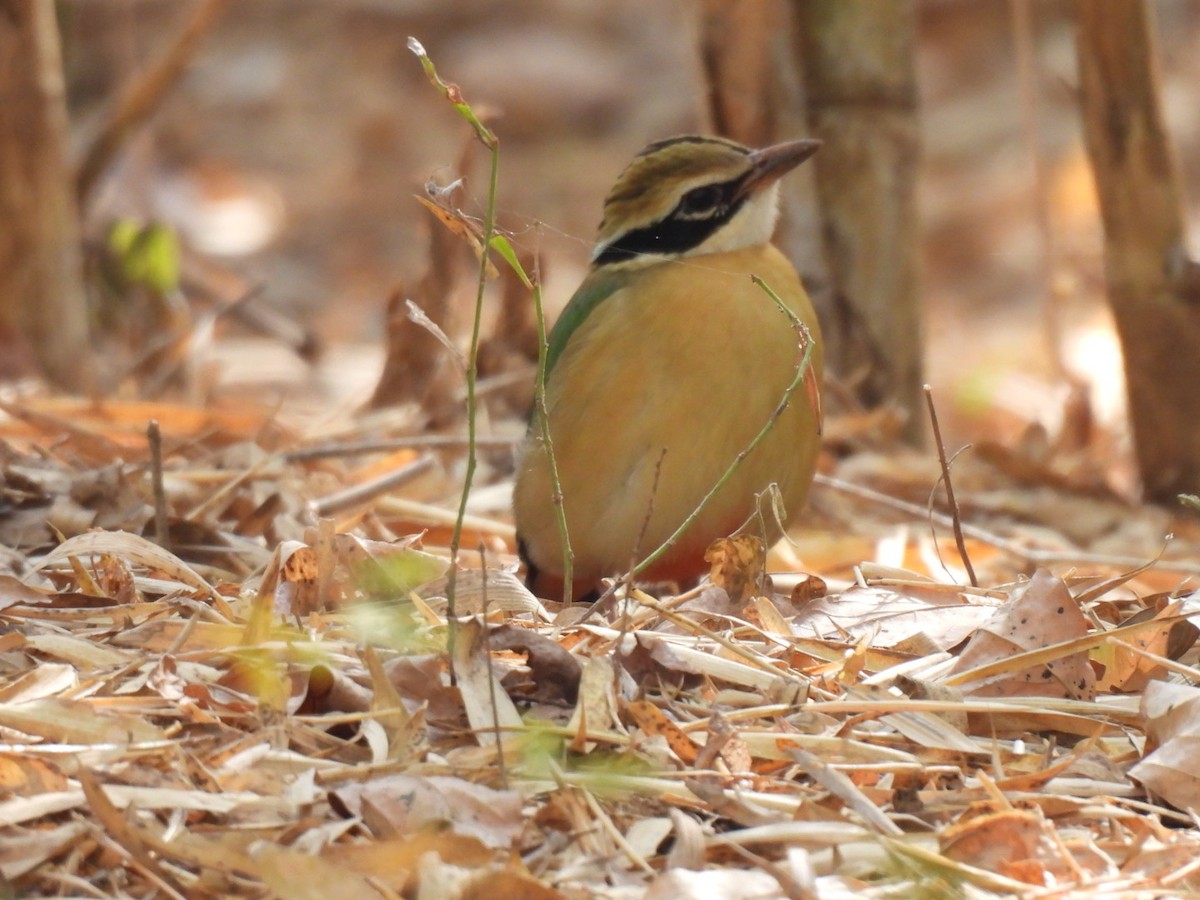 Indian Pitta - ML614973538