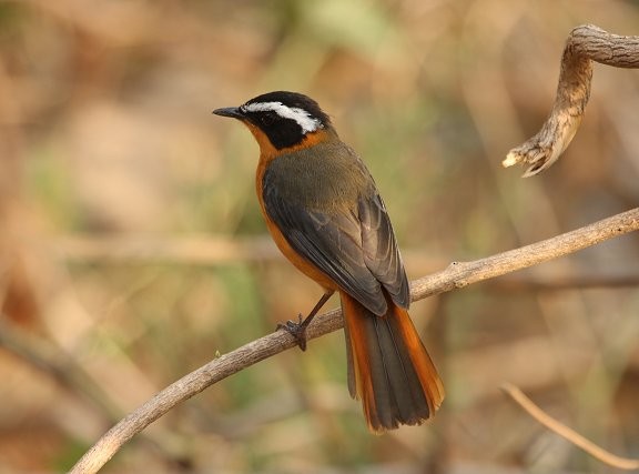 White-browed Robin-Chat - ML614973555