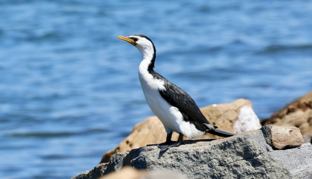 Little Pied Cormorant - ML614973559