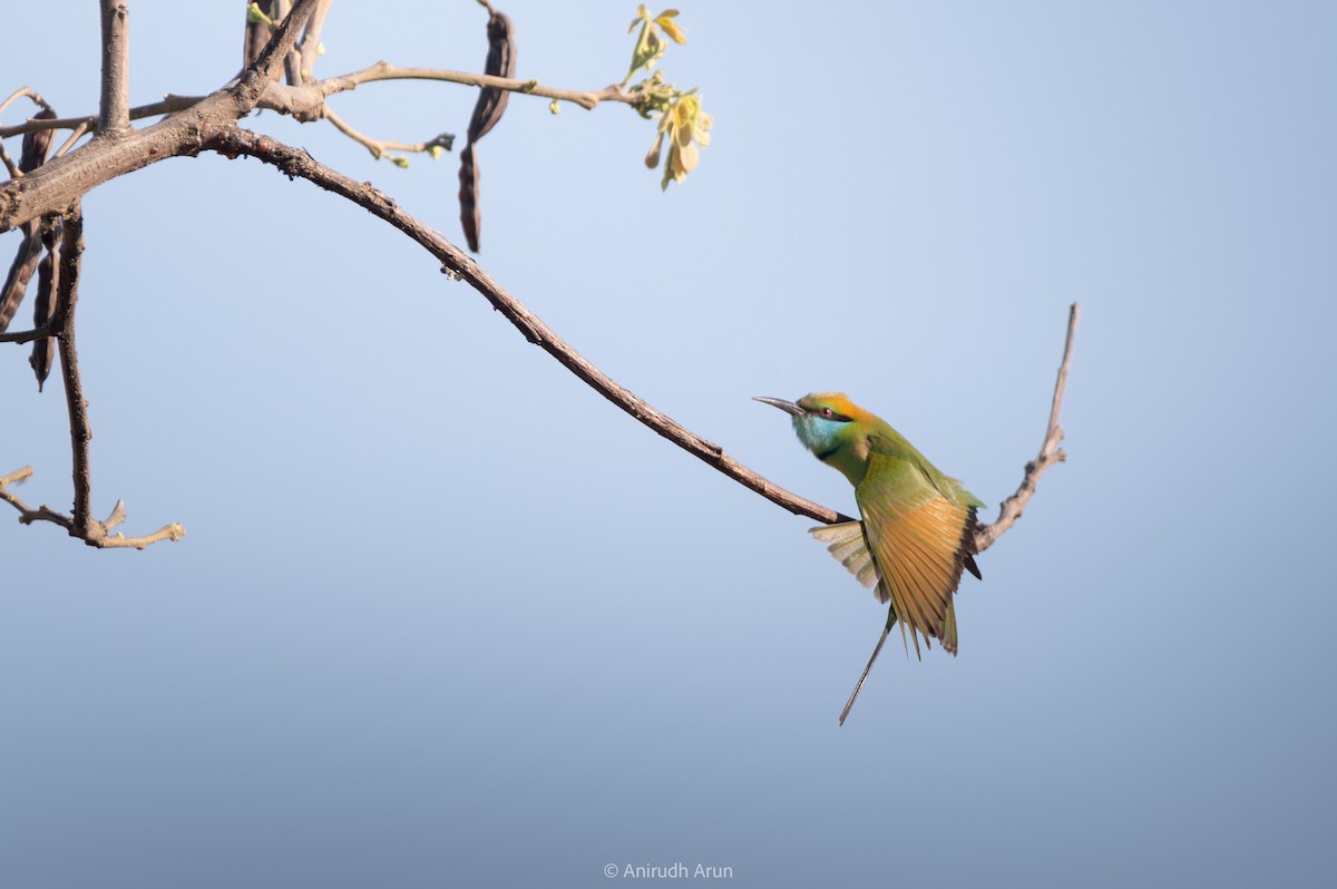 Asian Green Bee-eater - Anirudh Arun