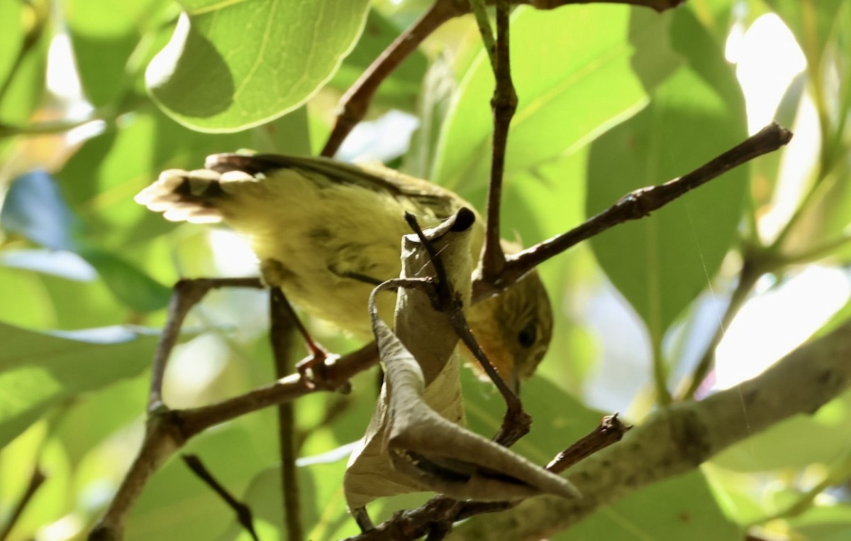 Yellow Thornbill - ML614973574