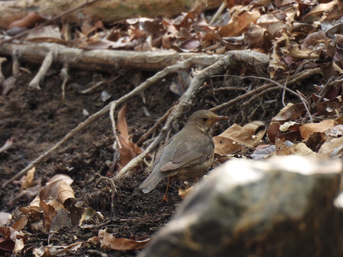 Tickell's Thrush - ML614973597