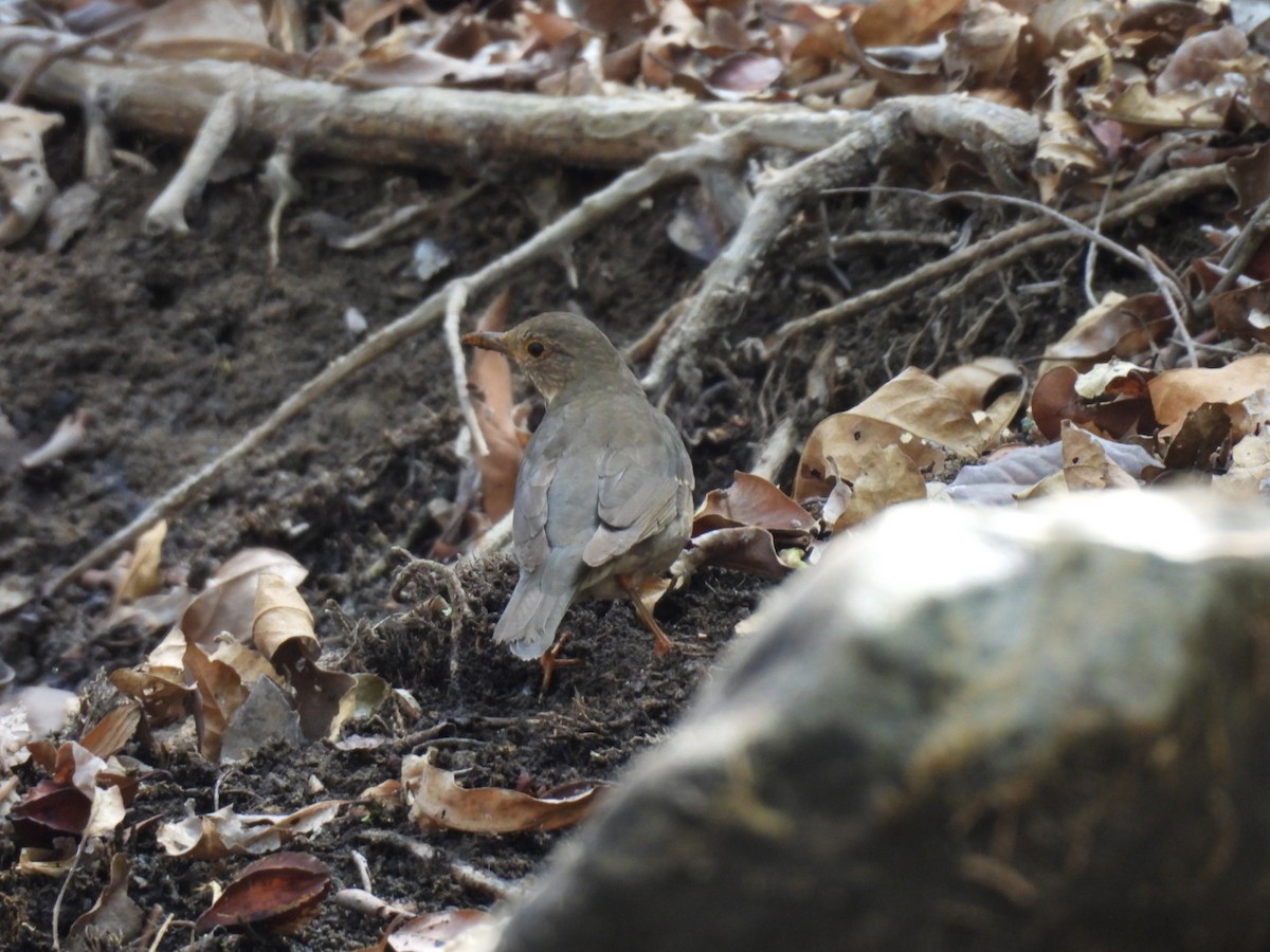 Tickell's Thrush - ML614973599