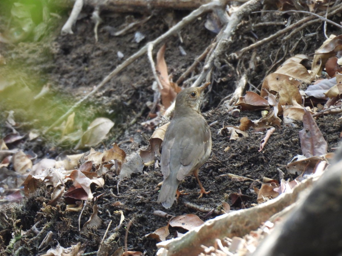 Tickell's Thrush - ML614973600