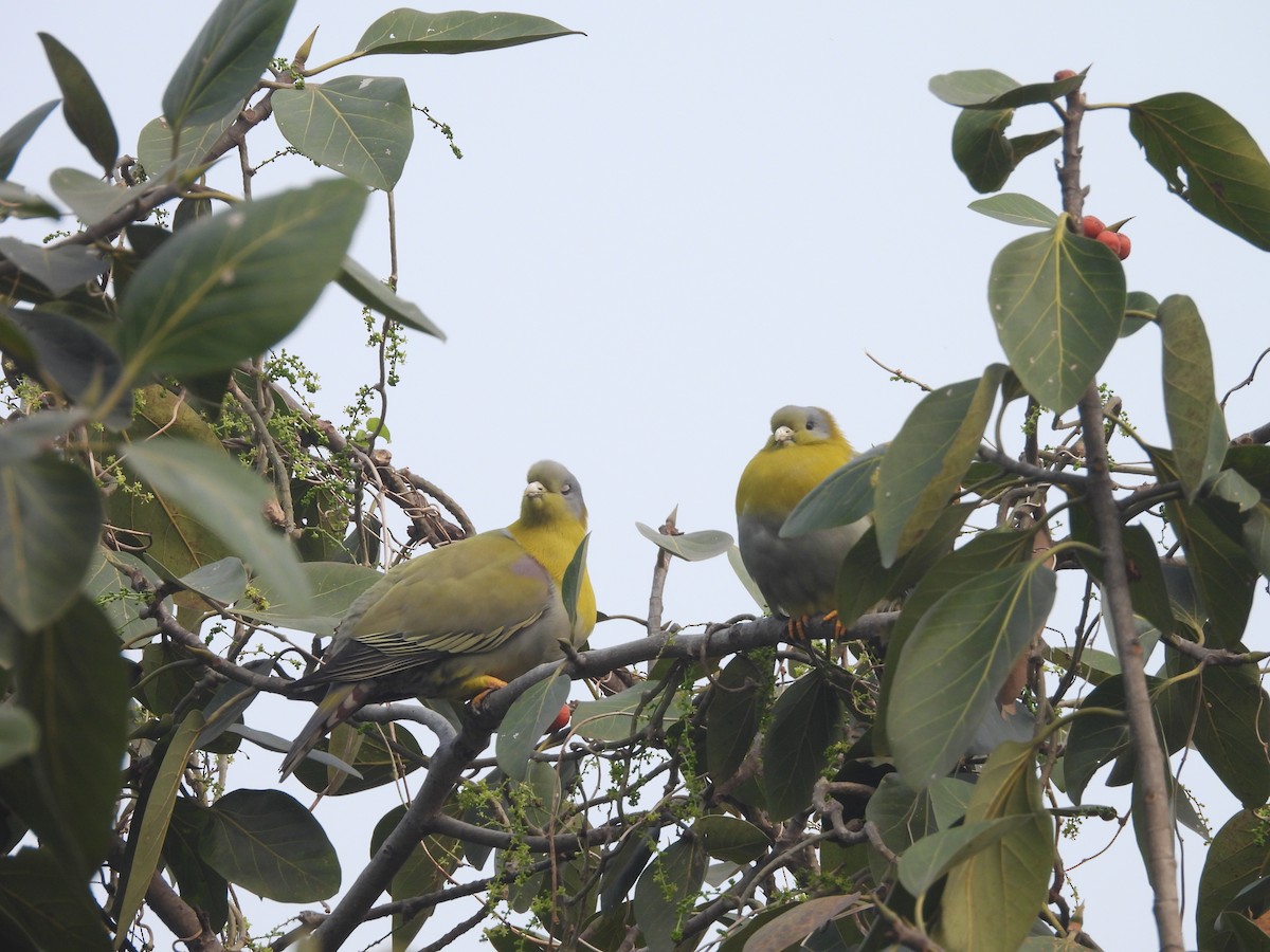 Yellow-footed Green-Pigeon - ML614973613