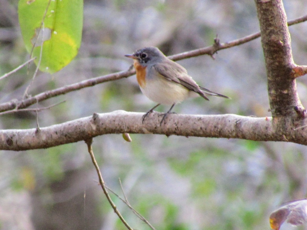 Red-breasted Flycatcher - ML614973617