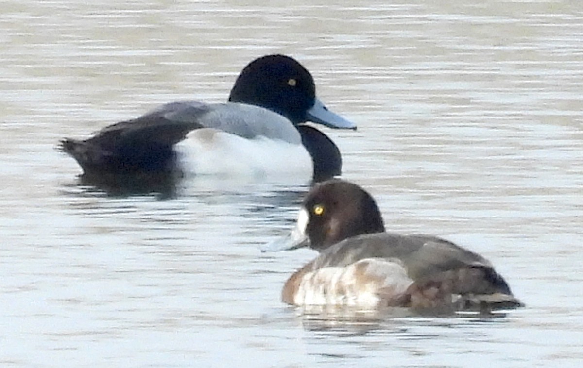 Greater Scaup - ML614973626