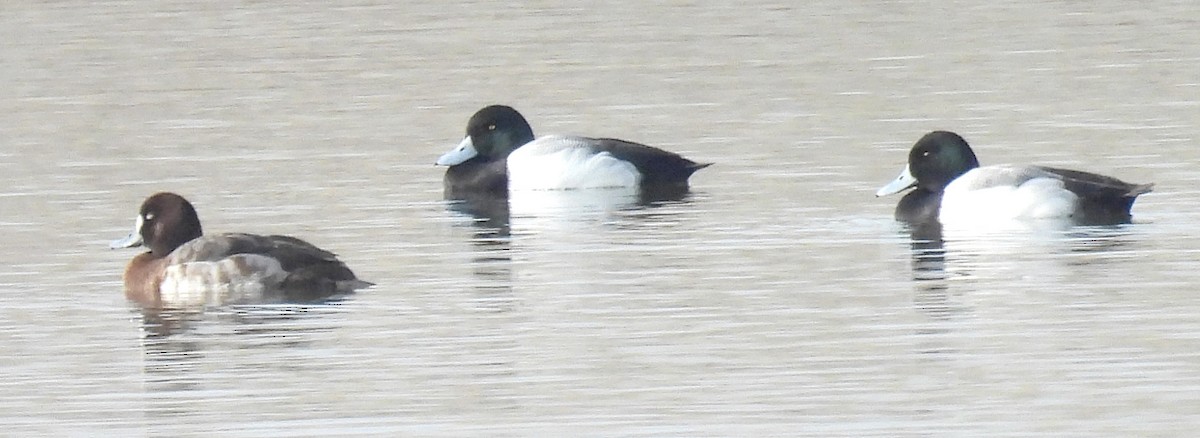 Greater Scaup - ML614973627