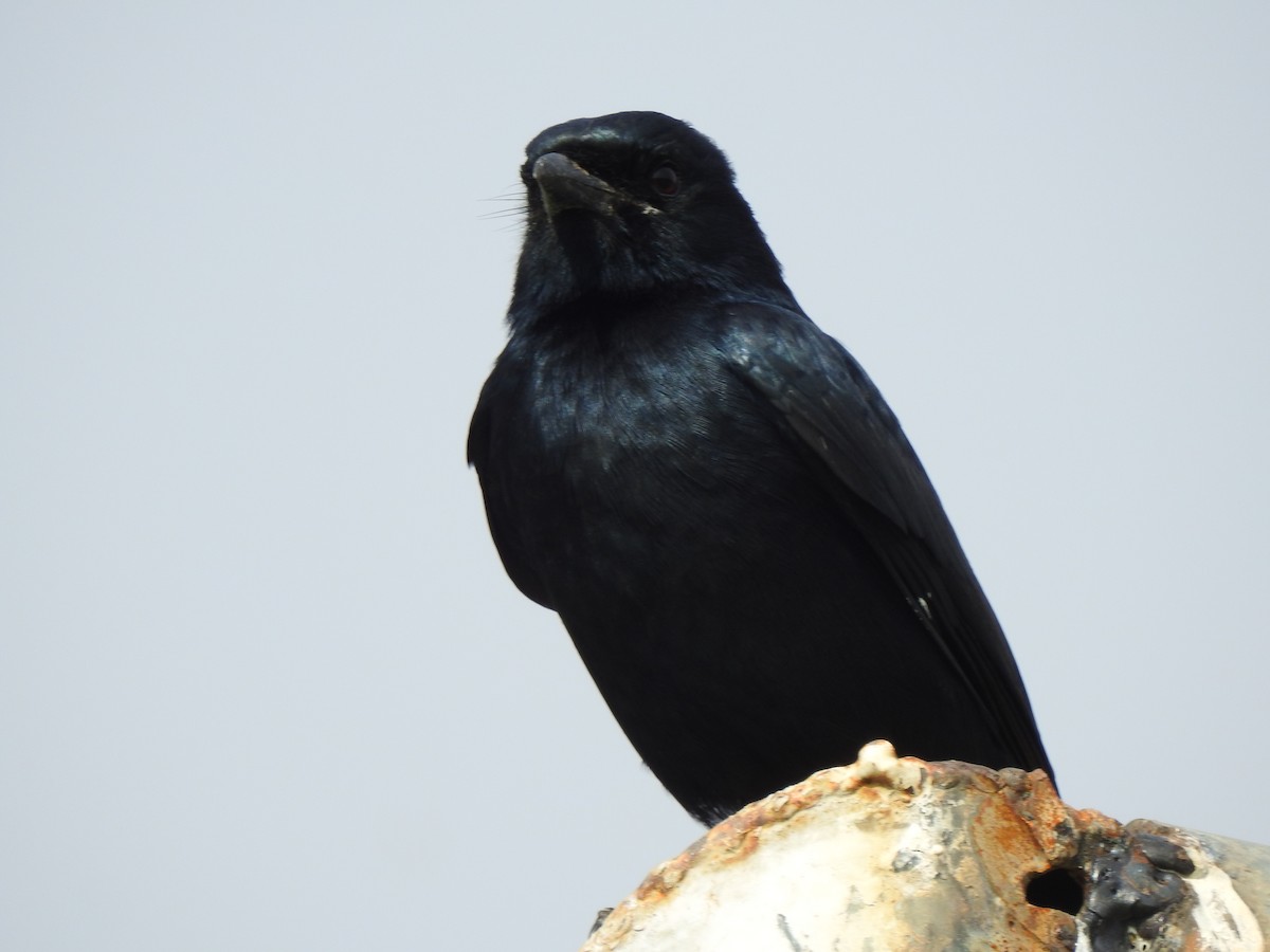 svartdrongo - ML614973637