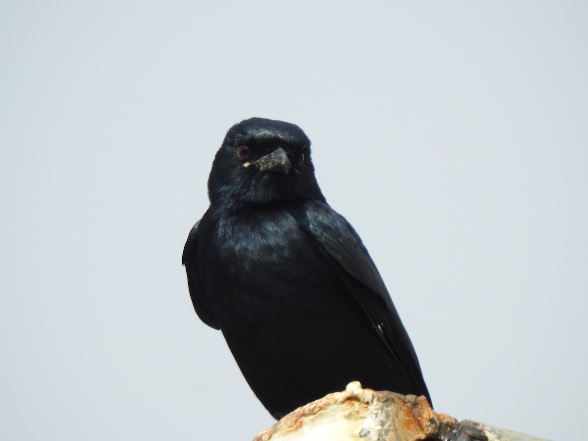 Black Drongo - Tarun Meena