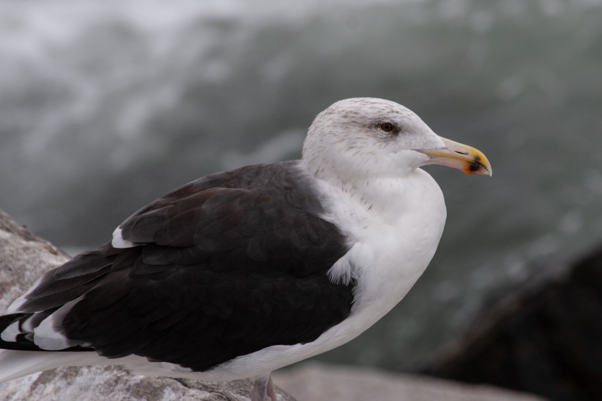 Great Black-backed Gull - ML614973643