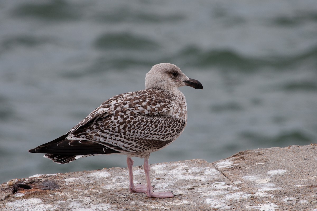 Great Black-backed Gull - ML614973645