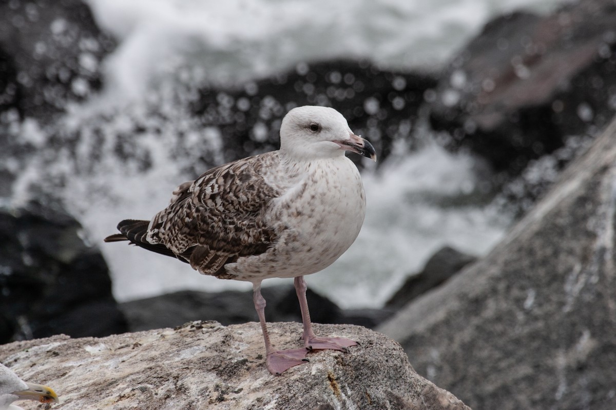 Great Black-backed Gull - ML614973647