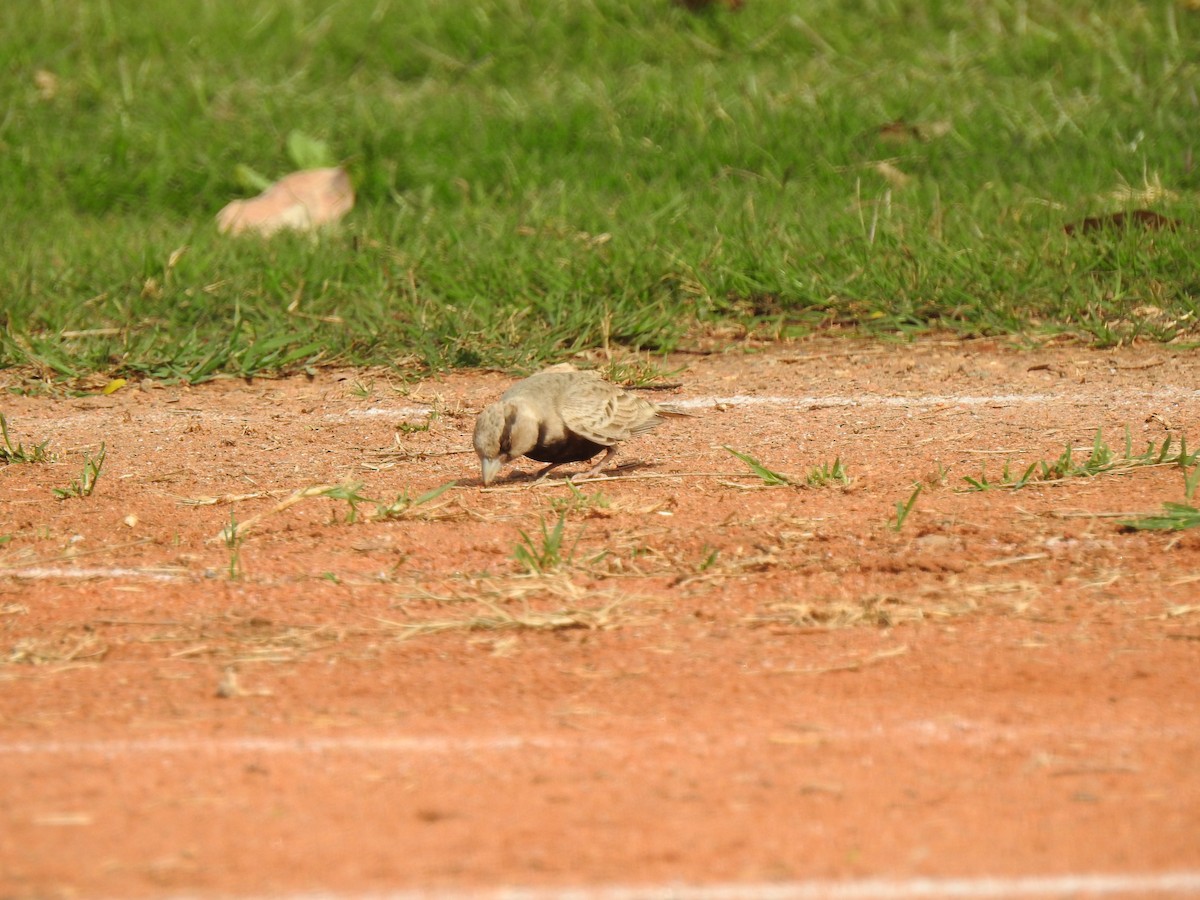 Ashy-crowned Sparrow-Lark - ML614973654